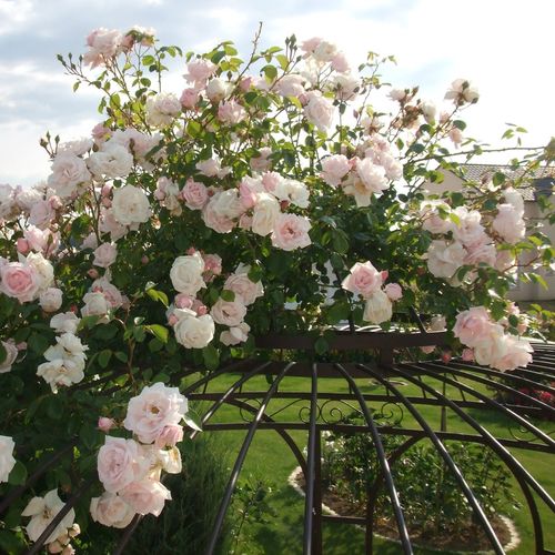 Halványrózsaszín - Teahibrid virágú - magastörzsű rózsafa- csüngő koronaforma